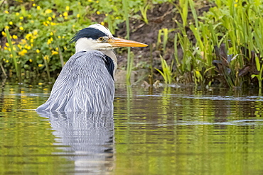 Grey heron (Ardea cinerea) standing in the water, Hesse, Germany, Europe