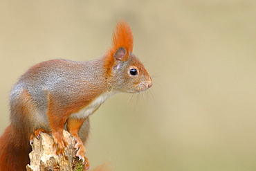 Eurasian red squirrel (Sciurus vulgaris) portrait, sitting on a tree stump, North Rhine-Westphalia, Germany, Europe