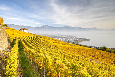 Vineyards in autumn near Chardonne, UNESCO World Heritage Site Lavaux, Lake Geneva, Vaud, Switzerland, Europe