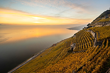 Vineyards in autumn near Chexbres, evening mood, UNESCO World Heritage Site Lavaux, Lake Geneva, Vaud, Switzerland, Europe