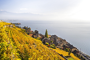 Vineyards in autumn, view of Lake Geneva and the winegrowing village of Saint-Saphorin, UNESCO World Heritage Site Lavaux, Vaud, Switzerland, Europe