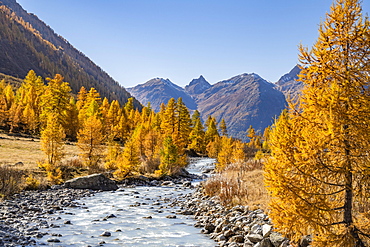 River Lonza with autumn larches, Fafleralp, Loetschental, Valais, Switzerland, Europe