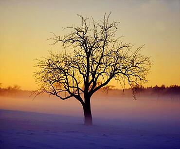 Bald tree in winter landscape, morning fog, sunrise, Swabian Alb, Baden-Wuerttemberg, Germany, Europe