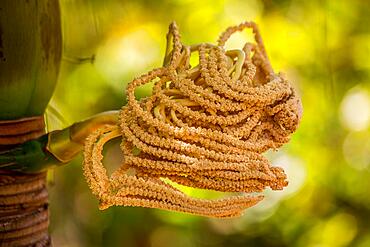 Palm blossom, Fond Ferdinand Nature Reserve, Praslin, Seychelles, Praslin, Seychelles, Africa