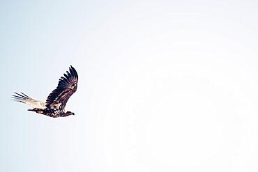 White-tailed eagle (Haliaeetus albicilla), flight, podkarpackie, Poland, Europe