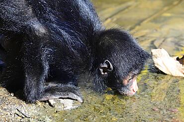 Peruvian spider monkey (Ateles chamek), juvenile drinking, Serere Eco Reserve, near Rurrenabaque, Beni District, Bolivia, South America