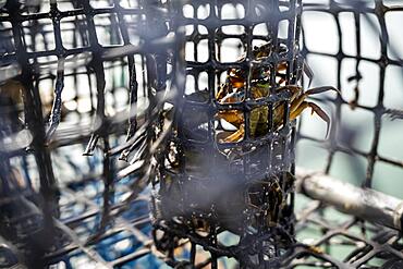 Small crabs used as bait in octopus traps in Alvor, Algarve, Portugal, Europe