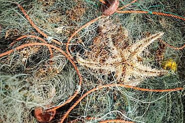 Green fishing nets with orange rope creates nice backdrop by Atlantic Ocean, Portugal, Europe