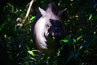 Lowland tapir (Tapirus terrestris) in the jungle, Serere Eco Reserve, near Rurrenabaque, Beni District, Bolivia, South America