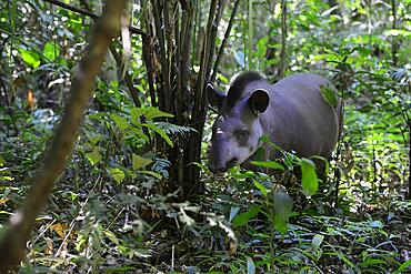 Lowland tapir (Tapirus terrestris) in the jungle, Serere Eco Reserve, near Rurrenabaque, Beni District, Bolivia, South America