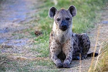 Spotted hyena (Crocuta crocuta), blue hour, dusk, Moremi Game Reserve West, Okavango Delta, Botswana, Africa