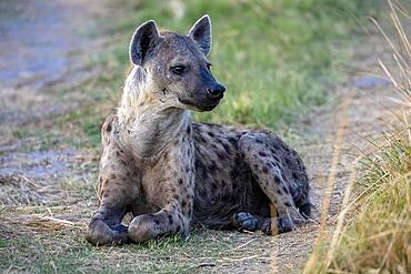 Spotted hyena (Crocuta crocuta), blue hour, dusk, Moremi Game Reserve West, Okavango Delta, Botswana, Africa