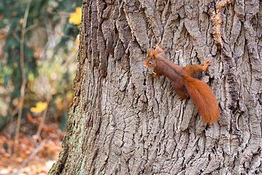 Eurasian red squirrel (Sciurus vulgaris) on tree trunk, Hesse, Germany, Europe