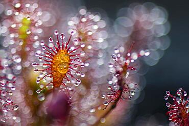 Oblong-leaved sundew (Drosera intermedia), moor, oldenstedt, Lower Saxony, Germany, Europe