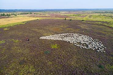 Aerial view of a flock of sheep in the Neustaedter Moor, Wagenfeld, Lower Saxony, Germany, Europe