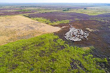 Aerial view of a flock of sheep in the Neustaedter Moor, Wagenfeld, Lower Saxony, Germany, Europe