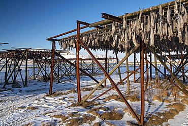 Winter Scandinavian landscape with stockfish, sea, snow, Ramberg, Nordland, Lofoten, Norway, Europe