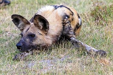 African wild dog (Lycaon pictus), resting, Moremi Game Reserve West, Okavango Delta, Botswana, Africa