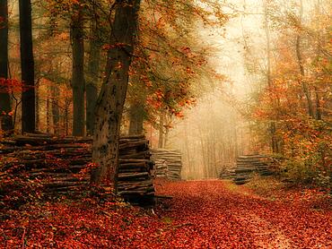 Forest path in late autumn near Weimar in Thuringia