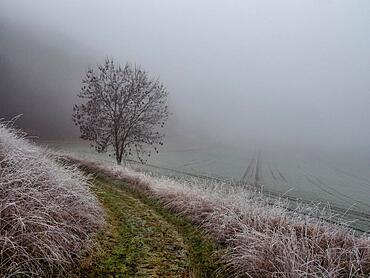 Path through hoarfrost-covered fields in the fog in Thuringia near Erfurt