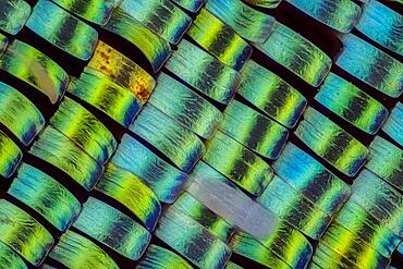 Wing scales of Urania rhipheus, macro photo, magnification ABM 10:1, Hesse, Germany, Europe