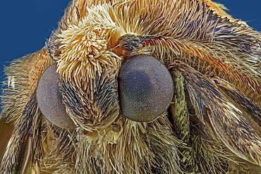 Moth, silver y (Autographa gamma), macro photo, magnification ABM 5 :1, Hesse, Germany, Europe