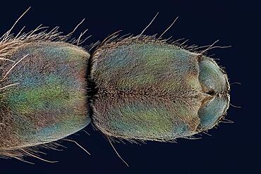 Underside of a spider's foot, macro photo, magnification ABM 5 :1, Hesse, Germany, Europe