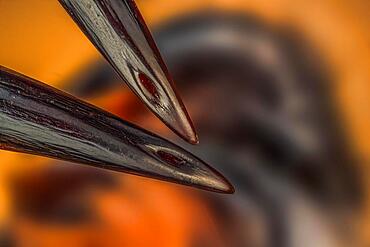 Venomous fangs of a spider, macro photo, magnification ABM 40:1, Hesse, Germany, Europe