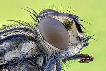 House fly (Musca domestica), macro photo, magnification ABM 5 :1, Hesse, Germany, Europe