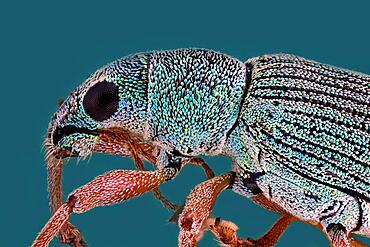 Weevil (Curculionidae), macro photo, magnification ABM 5 :1, Hesse, Germany, Europe