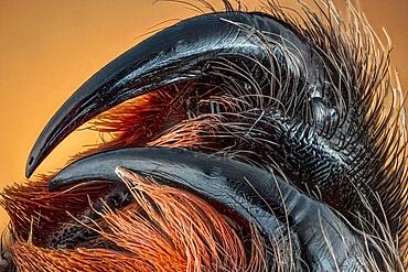 Partial dentition of a hostage spider (Amblypygi), macro photo, magnification ABM 5 :1, Hesse, Germany, Europe