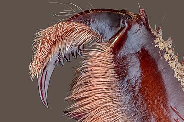 Partial dentition of a hostage spider (Amblypygi), macro photo, magnification ABM 5 :1, Hesse, Germany, Europe