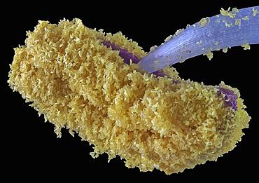 Pollen of an Amaryllis (Amaryllidaceae), macro photo, magnification ABM 20 :1, Hesse, Germany, Europe