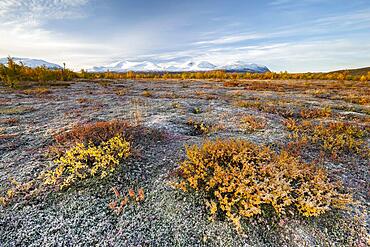 Autumn tundra in front of snowy mountains, Abisko National Park, Lapland, Sweden, Europe