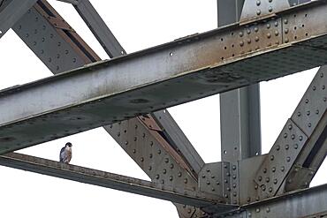 Peregrine falcon (Falco peregrinus), adult, standing on iron bridge strut, Hesse, Germany, Europe