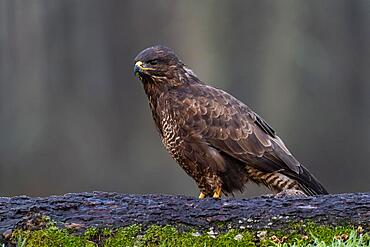 A buzzard (Buteo buteo), branch, Bialowieza, Poland, Europe