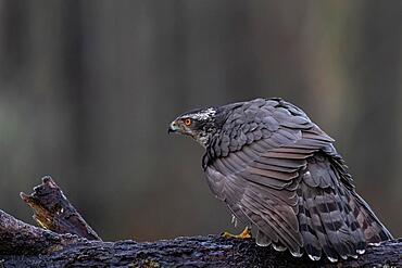 Hawk (Accipiter gentilis), branch, Bialowieza, Poland, Europe