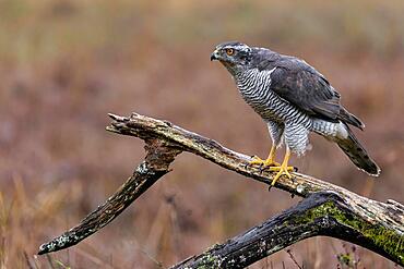 Hawk (Accipiter gentilis), branch, Bialowieza, Poland, Europe