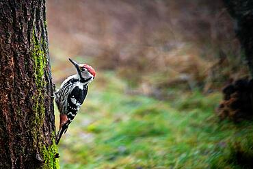 Middle-spotted woodpecker (Dendrocoptes medius), tree, Bialowieza, Poland, Europe