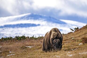 Musk ox (Ovibos moschatus), bulls, Dovrefjell-Sunndalsfjella National Park, Norway, Europe