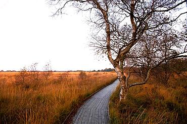 Wooden hiking trail in the moor, circular hiking trail in the Grosses Moor nature reserve at the Ewigen Meer, Lower Saxony, Germany, Europe