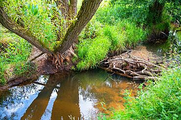 Beaver dam and trees with feeding marks in sunshine, Fulda, Hesse, Germany, Europe