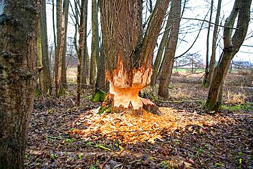 Beaver damage or gnaw marks on a tree in a small forest near a watercourse, Fulda, Hesse, Germany, Europe