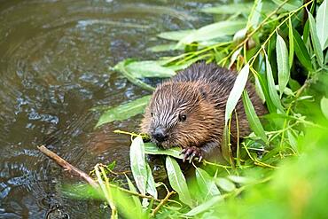 European beaver (Castor fiber), young animal sitting in the water and eating willow branches, Fulda, Hesse, Germany, Europe