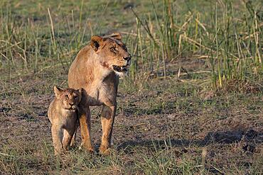 Lion (Panthera leo), lioness with young, Moremi Game Reserve West, Okavango Delta, Botswana, Africa