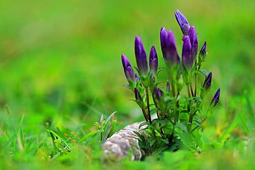 Autumn felwort (Gentianella amarella), Gentianaceae, Berchtesgaden National Park, Ramsau, Berchtesgadner Land, Upper Bavaria, Bavaria, Germany, Europe