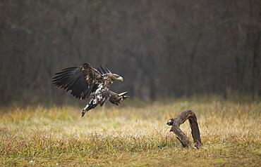 White-tailed eagle (Haliaeetus albicilla) approaching, Poland, Europe