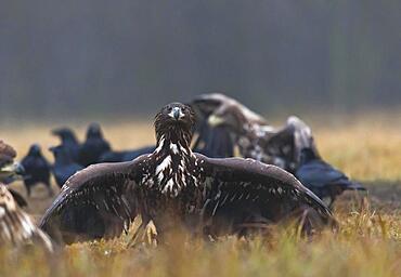 White-tailed eagle (Haliaeetus albicilla) with open wings, Poland, Europe