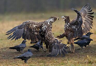 White-tailed eagle (Haliaeetus albicilla) in aerial combat, Poland, Europe