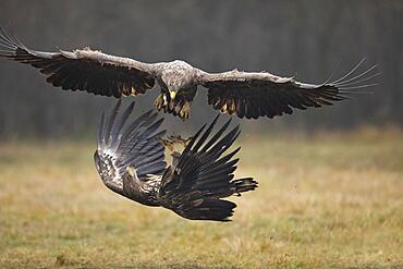 White-tailed eagle (Haliaeetus albicilla) in aerial combat, Poland, Europe